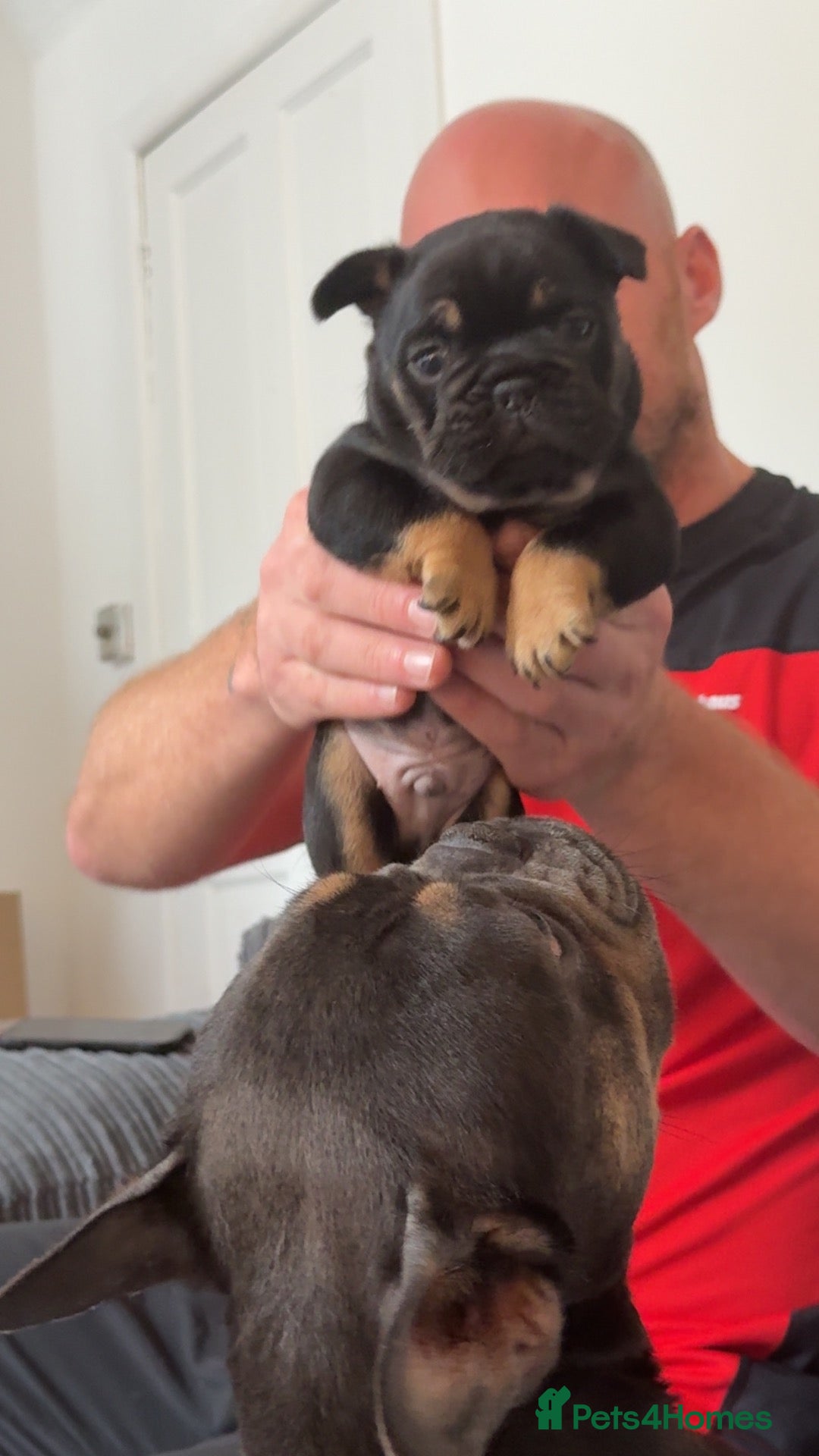 French Bulldog dogs French bulldog puppies  - Advert 5