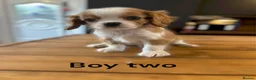 Cavalier King Charles Spaniel dogs for sale: ** DNA 🧬 PRA CLEAR CAVALIER KING CHARLES PUPPIES  - Advert 5