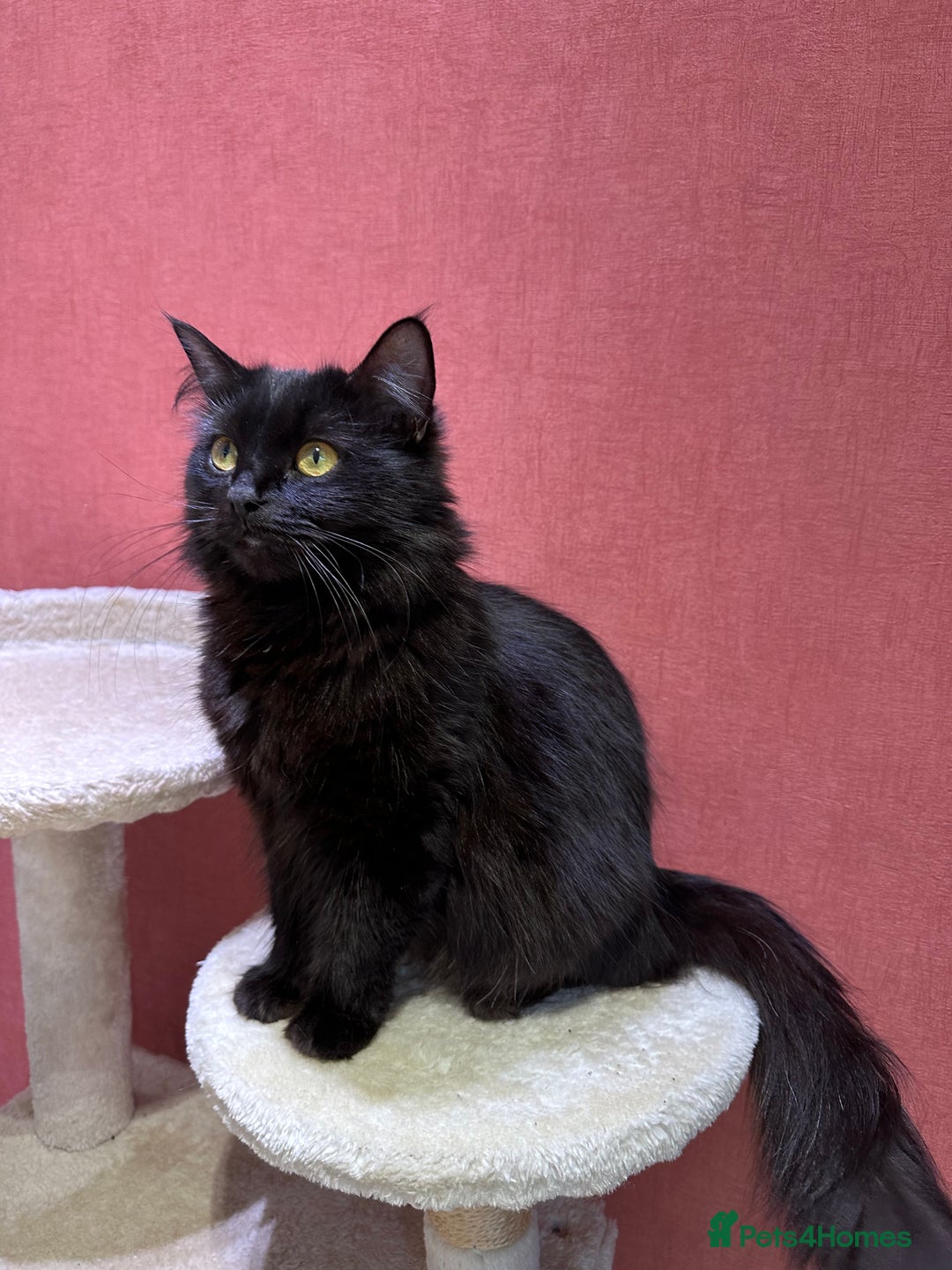 Mixed Breed cats for sale: 2 girls and 1 boy is available for re homing  - Advert 1