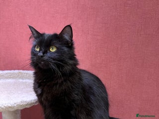 Mixed Breed cats 2 girls and 1 boy is available for re homing - Advert 1