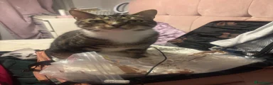 Mixed Breed cat 2