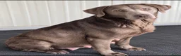 Labrador Retriever dogs for sale: 5 ⭐️ Licensed- Silver & Charcoal KC reg Labradors  - Advert 4