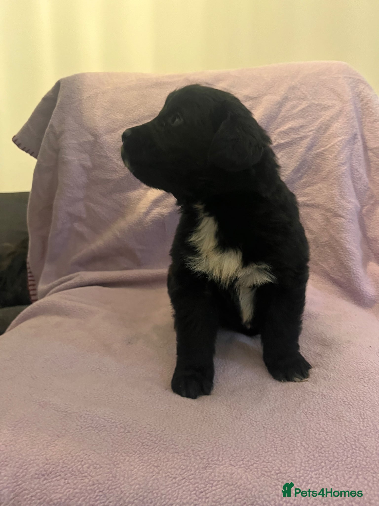 Mixed Breed dogs for sale: Black & landseer Newfoundland puppies  - Advert 14
