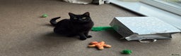 Mixed Breed cats for sale: Black Female Cat  - Advert 7