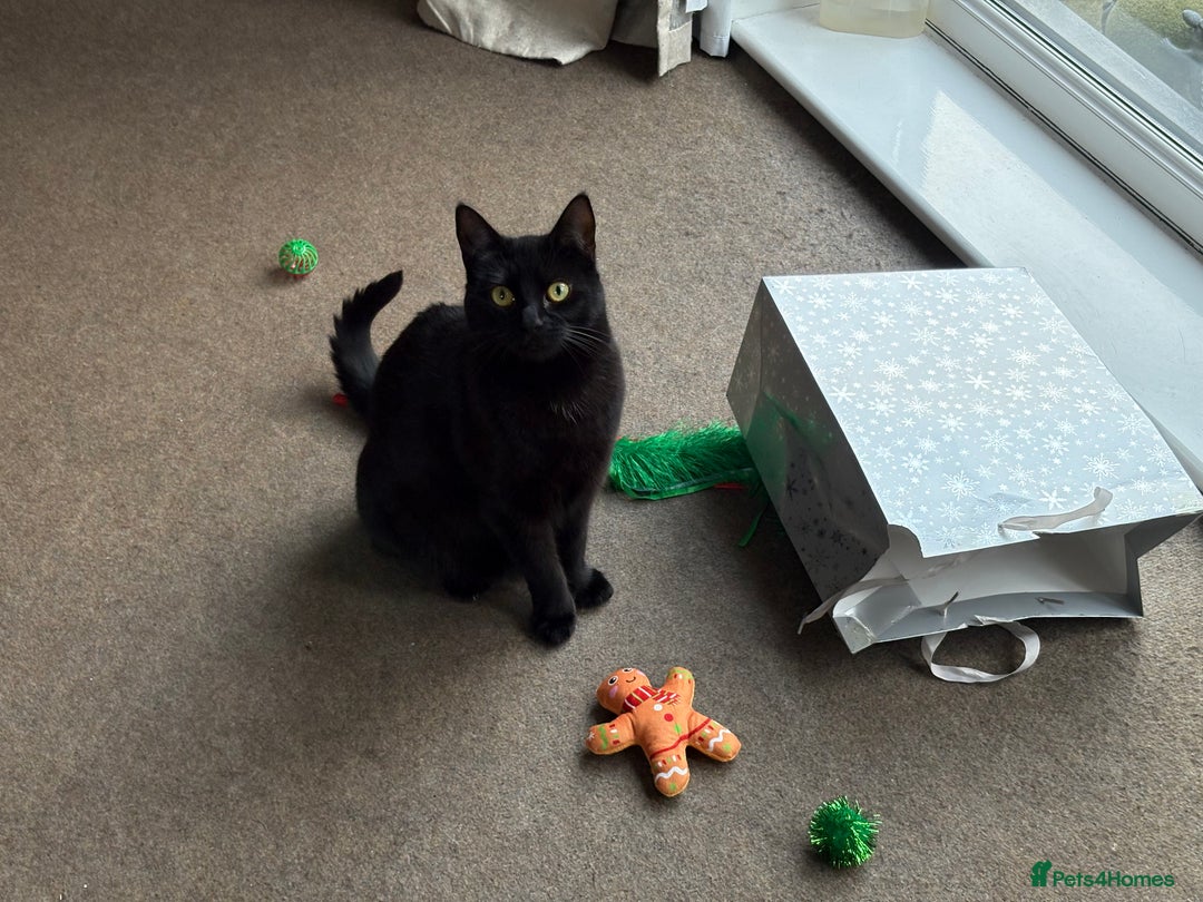 Mixed Breed cats for sale: Black Female Cat  - Advert 7
