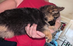 German Shepherd dogs for sale: German Shepard Puppies for Sale  - Image 12