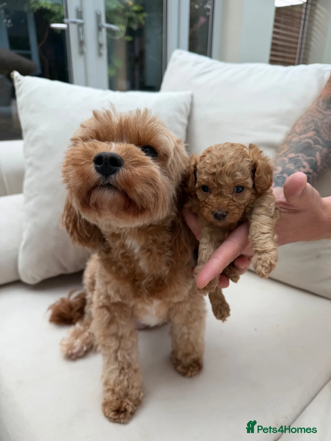 Cavapoo dogs for sale: RED TOY CAVAPOO PUPPIES  - Advert 1