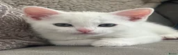 Turkish Angora cats for sale: White and tabby kitten  in Leicester - Advert 9