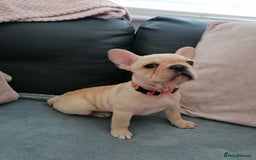 French Bulldog dogs for sale: Gorgeous French bulldog puppies Just 1 girl left!  - Advert 28
