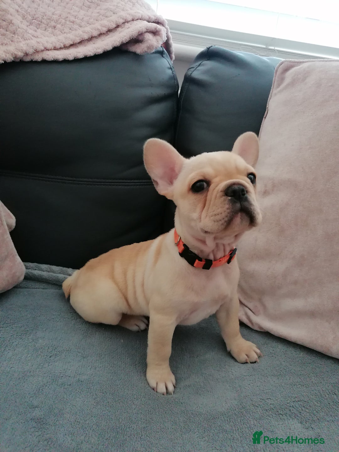 French Bulldog dogs for sale: Gorgeous French bulldog puppies Just 1 girl left!  - Advert 28