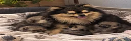 Pomeranian dogs for sale: Wolf & Orange Sable Teddy Bear Pomeranian Puppies - Advert 29