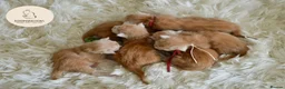 Maine Coon cats for sale: Stunning Red Mainecoon kittens  - Advert 16