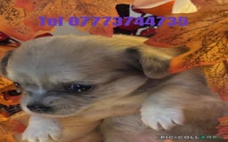 Chihuahua dogs for sale: Pure breed chihuahua pups  - Image 6