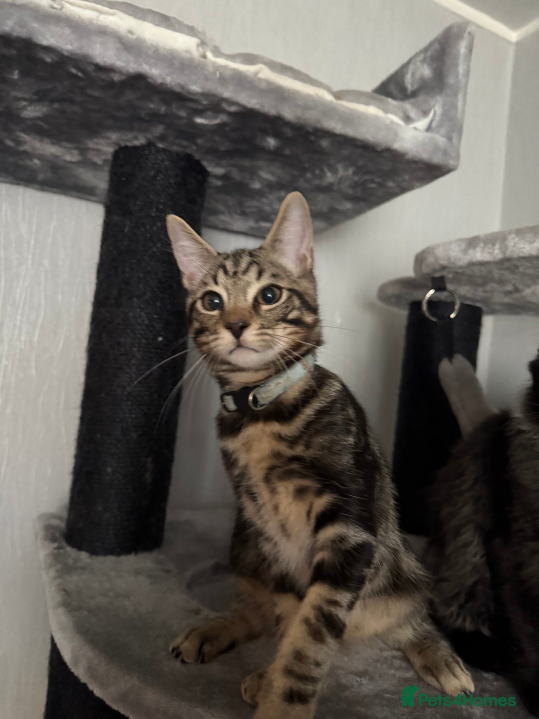Maine Coon cats for sale: Maine Coone X Bengal - Advert 9