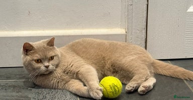 British Shorthair cats - Advert 5