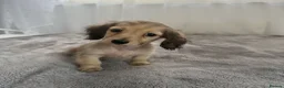 Miniature Dachshund dogs for sale: Beautiful long coat puppies ready now - Advert 18
