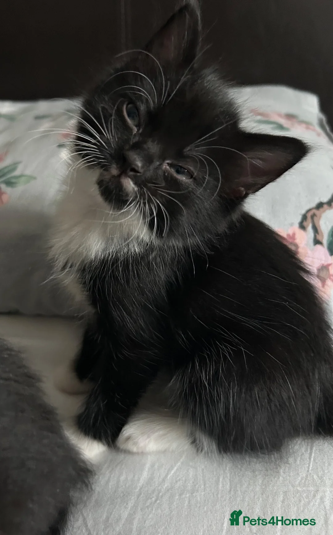 Mixed Breed cats for sale: Beautiful fluffy kittens for sale - Advert 2