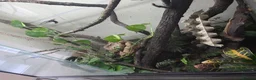 Gecko reptiles for sale: 4x4x2 terrarium and baby cresties read description - Advert 5