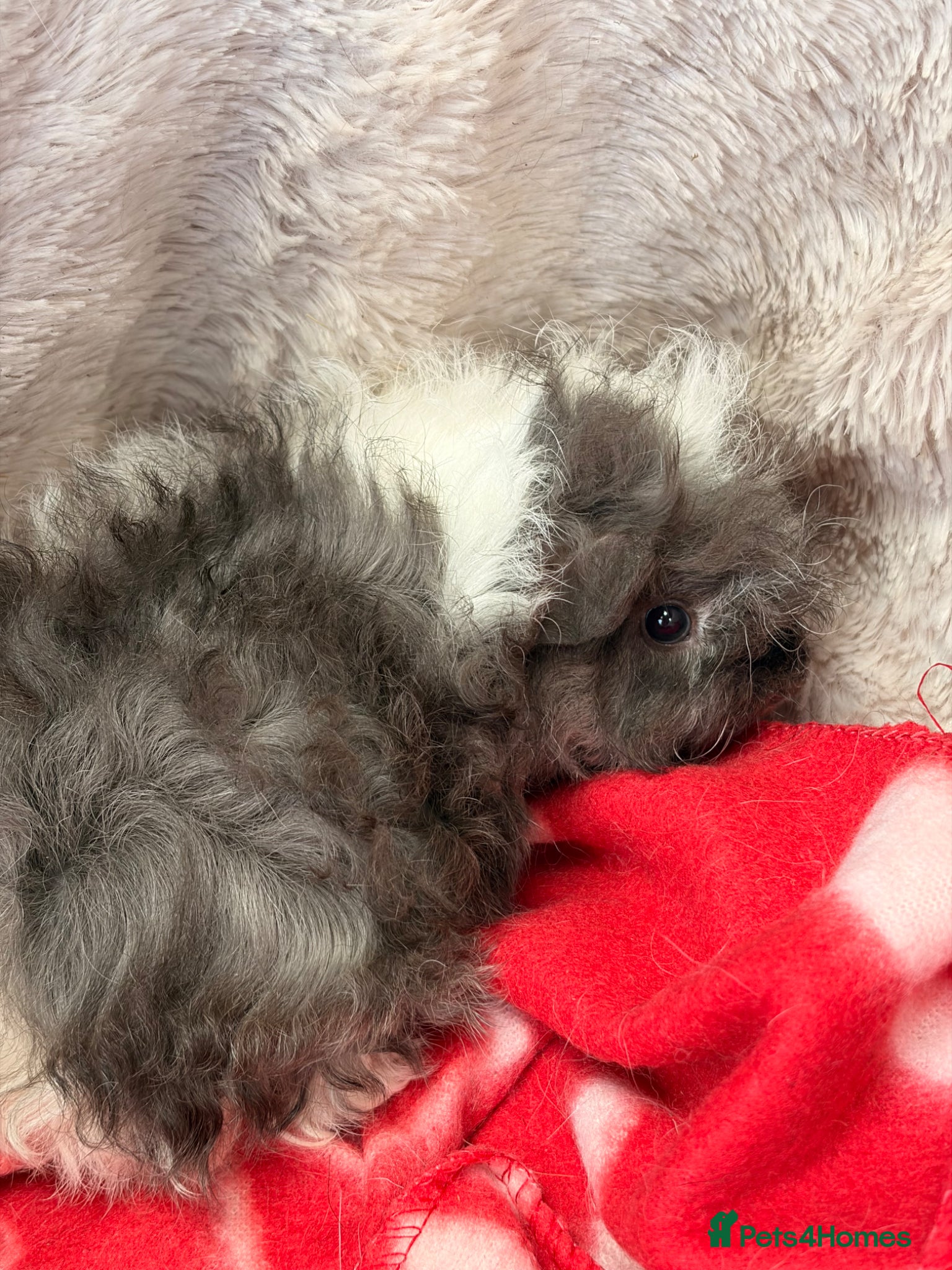Guinea Pig rodents for sale: BEAUTIFUL BABY BOY GUINEA PIGS - Advert 13