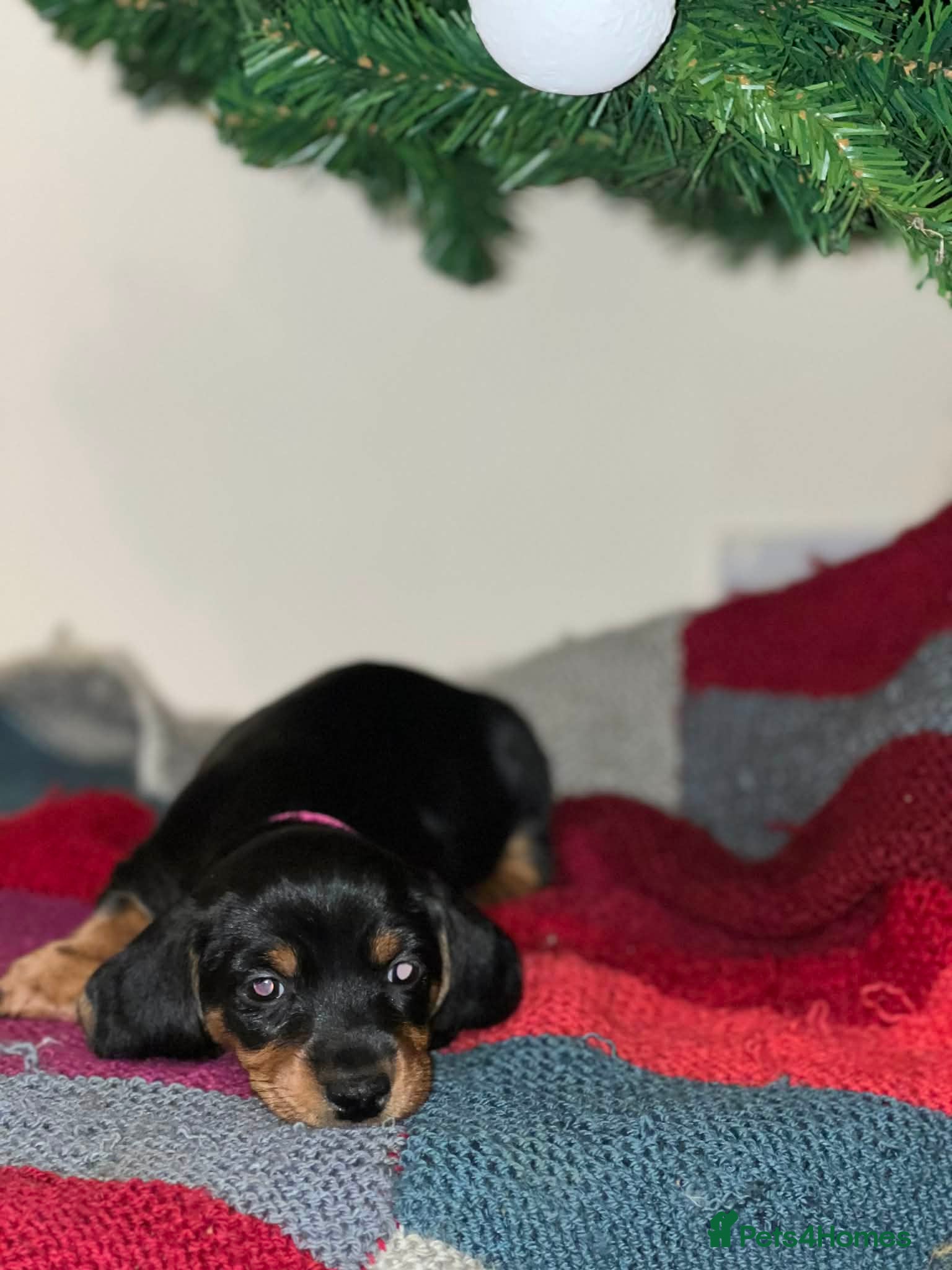 Dachshund dogs 3 dachshund puppies  - Advert 19