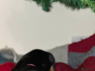 Dachshund dogs 3 dachshund puppies - Advert 19