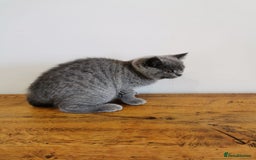 British Shorthair cats for sale: REDUCED LAST 4 REMAINING! TICA BRITISH SHORTHAIRS - Image 7