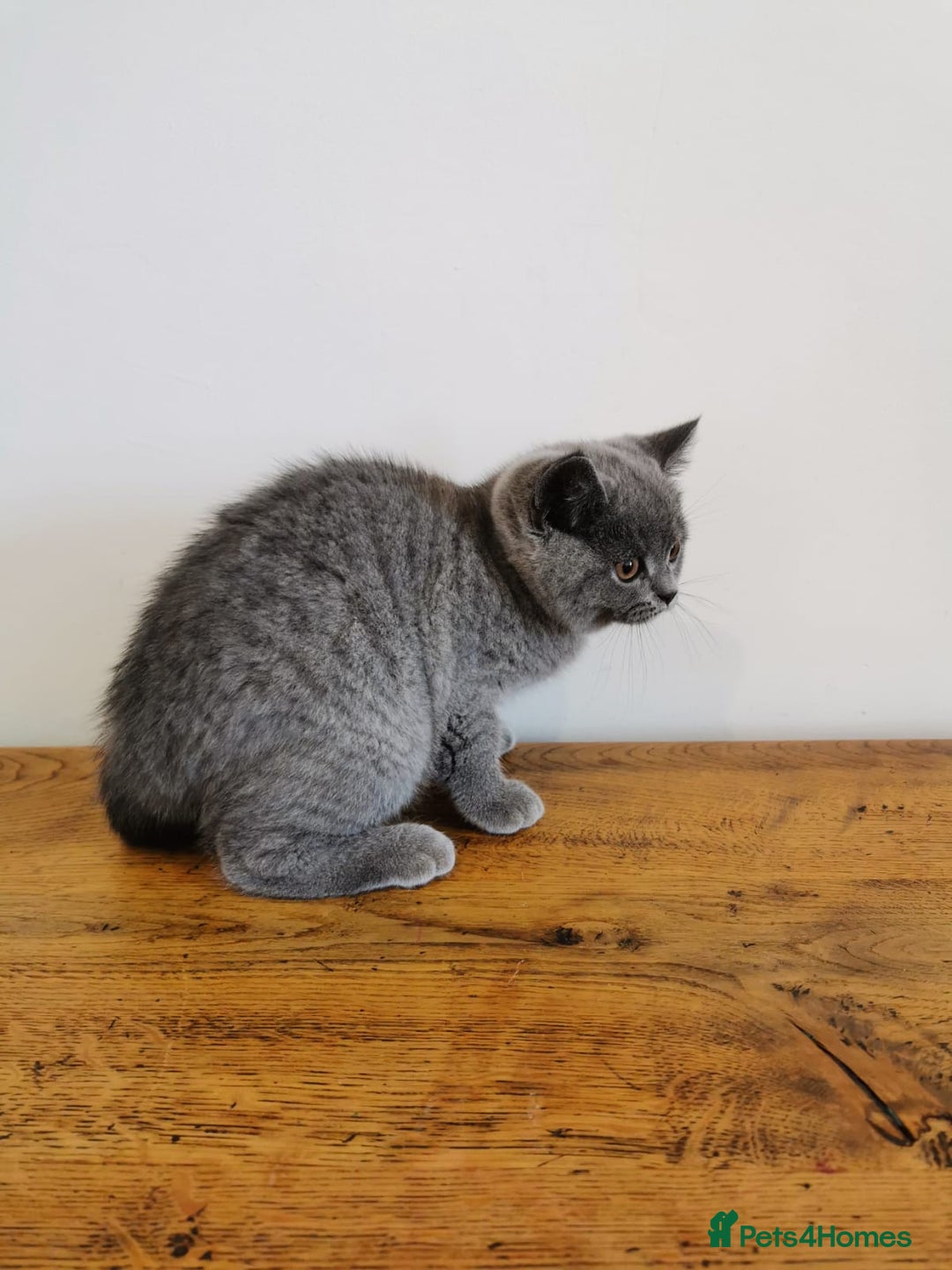 British Shorthair cats for sale: REDUCED LAST 4 REMAINING! TICA BRITISH SHORTHAIRS - Image 7
