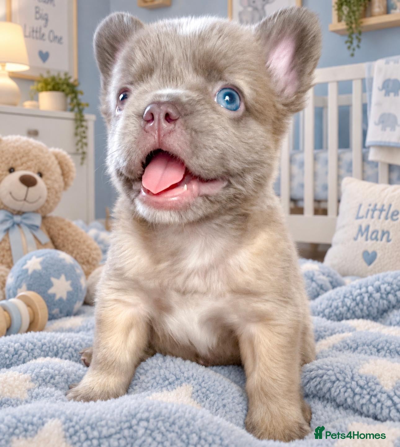French Bulldog dogs READY NOW Lilac,blue - Advert 2