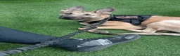 Saarloos Wolfdog dogs for sale: Lupo italiano - Advert 5
