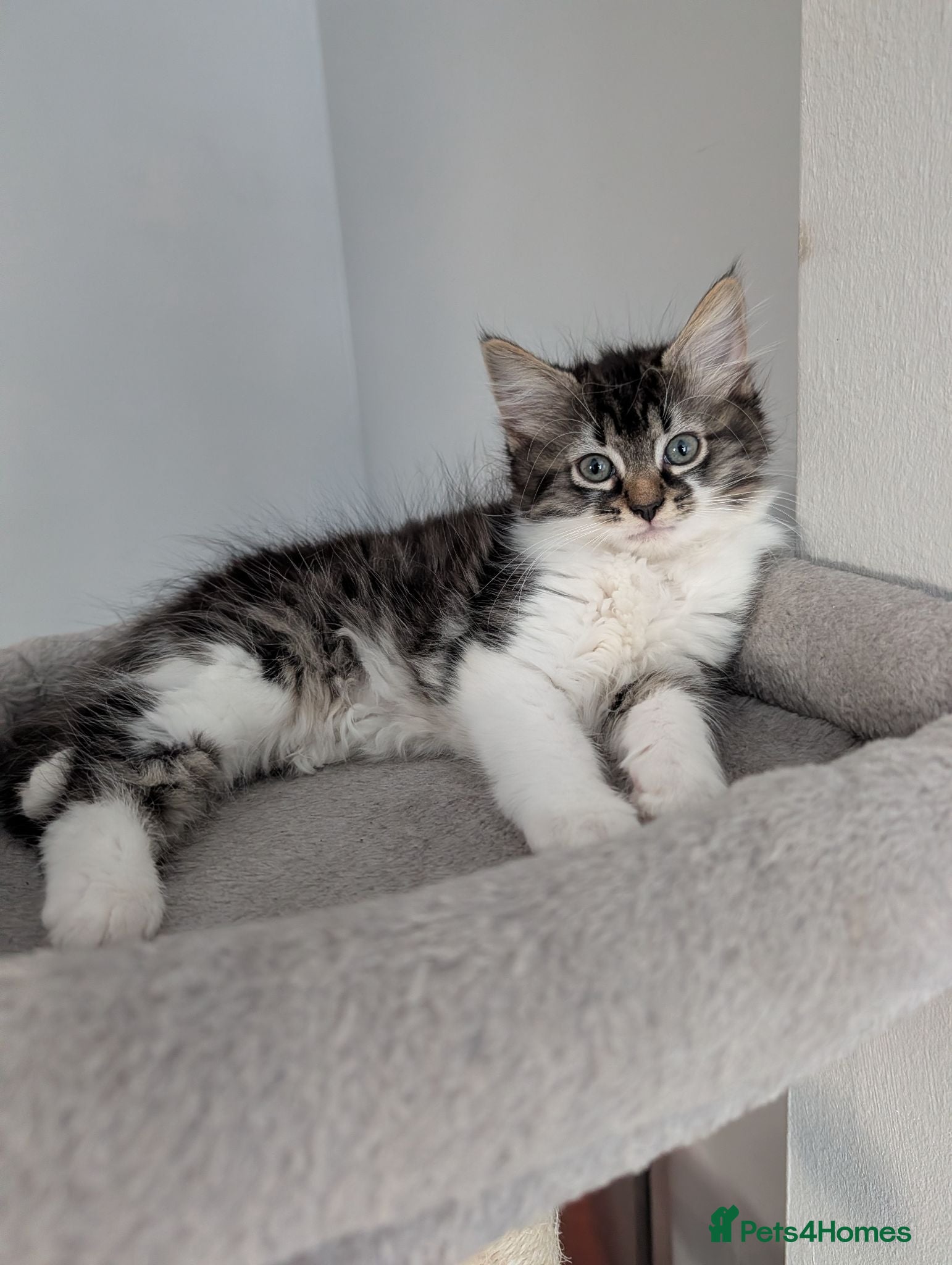 Maine Coon cats 🩵🩷last girl available 🩷🩵 - Advert 1