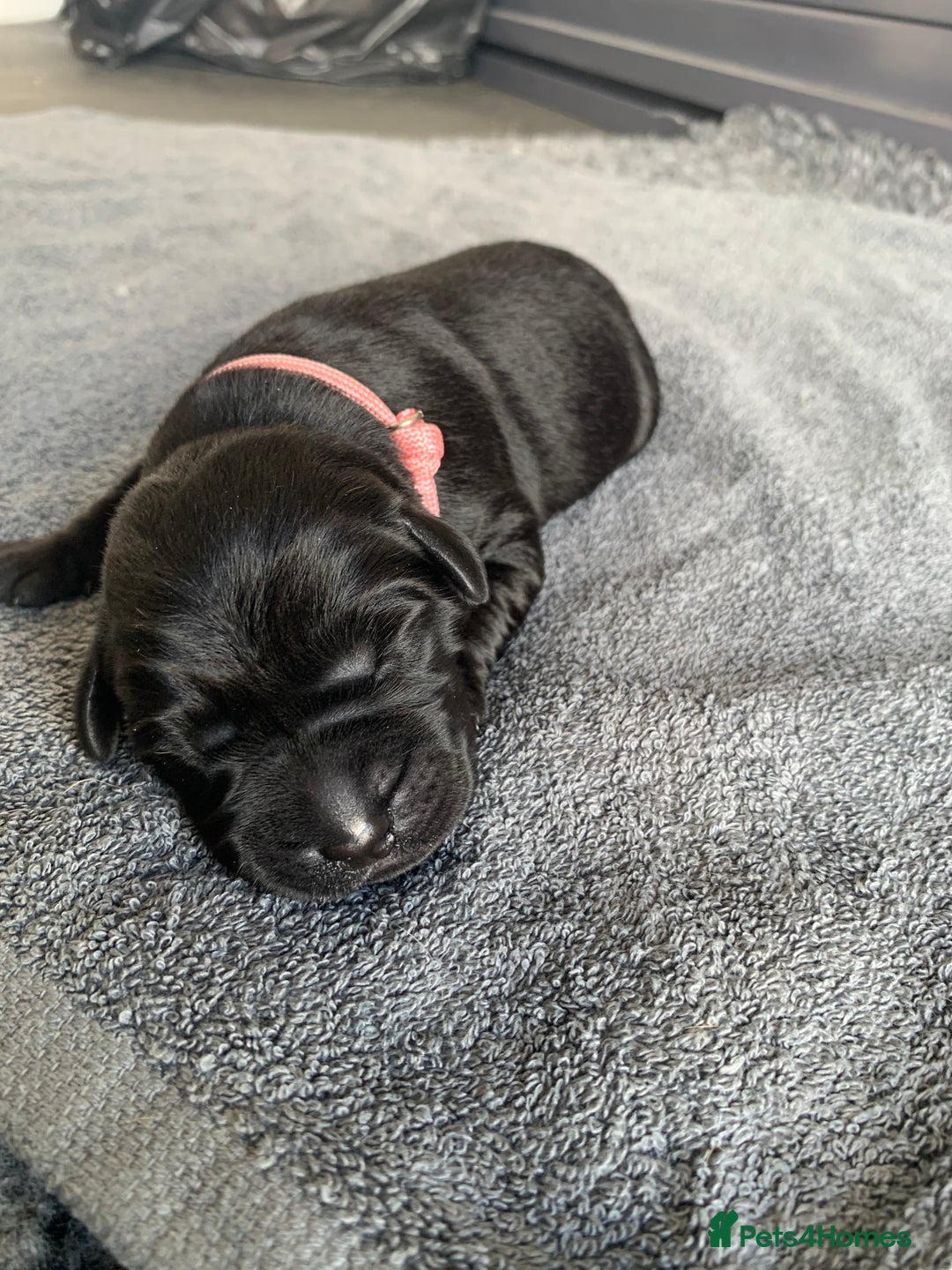 Labrador Retriever dogs for sale: 5* breeder🐾beautiful glossy black puppies ❤️  - Image 22