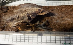 Tarantulas invertebrates for sale: Rehoming Collection of 17 Tarantulas, 1 Scorpion - Image 5