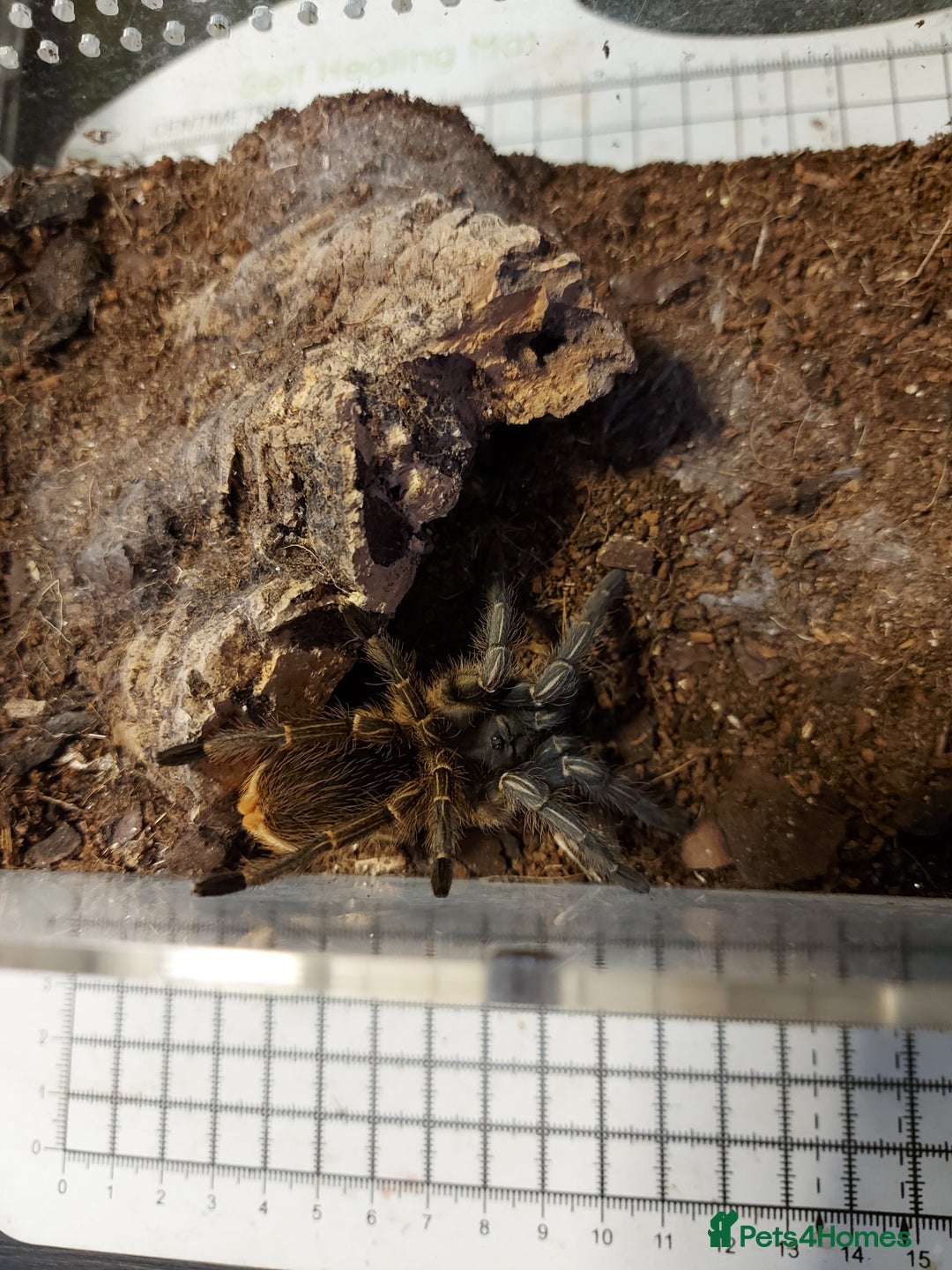 Tarantulas invertebrates for sale: Rehoming Collection of 17 Tarantulas, 1 Scorpion - Image 5