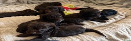 Cockapoo dogs for sale: Beautiful litter of Cockapoo puppies F1 - Advert 6