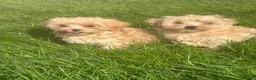 Maltipoo dogs for sale: Exceptional Maltipoos  - Advert 7