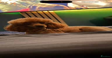 Maltipoo dogs - Advert 5