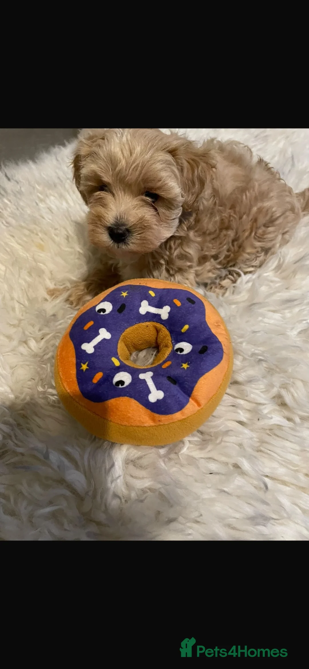 Maltipoo dogs for sale: Toy maltipoo - Advert 1