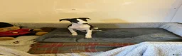 Whippet dogs for sale: Whippet - Advert 18