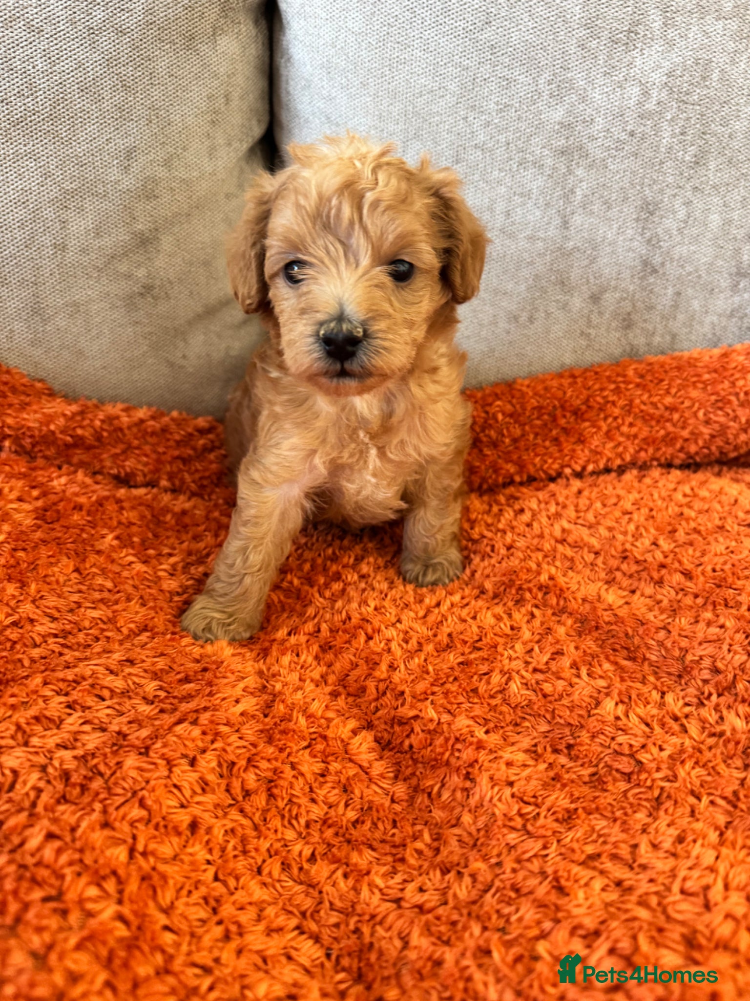 Schnoodle dogs F2B Miniature Schnoodle/Toy Poodle Pups For Sale - Advert 4