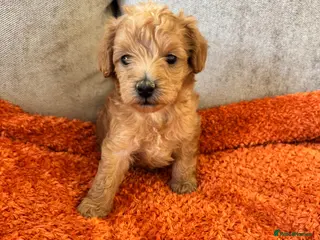 Schnoodle dogs F2B Miniature Schnoodle/Toy Poodle Pups For Sale - Advert 5