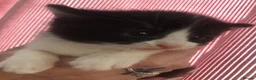Mixed Breed cats for sale: 4 kittens  - Advert 6