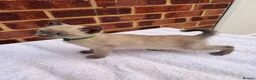 Ragdoll cats for sale: 3 beautiful male kittens in Ipswich - Advert 17