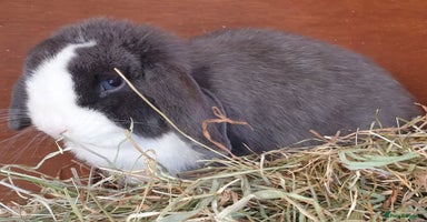 Mini Lop rabbits - Advert 3