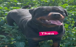 Rottweiler dogs for sale: 🔥2 chunky KC REGISTERED Rottwieler puppies 🔥 - Image 6