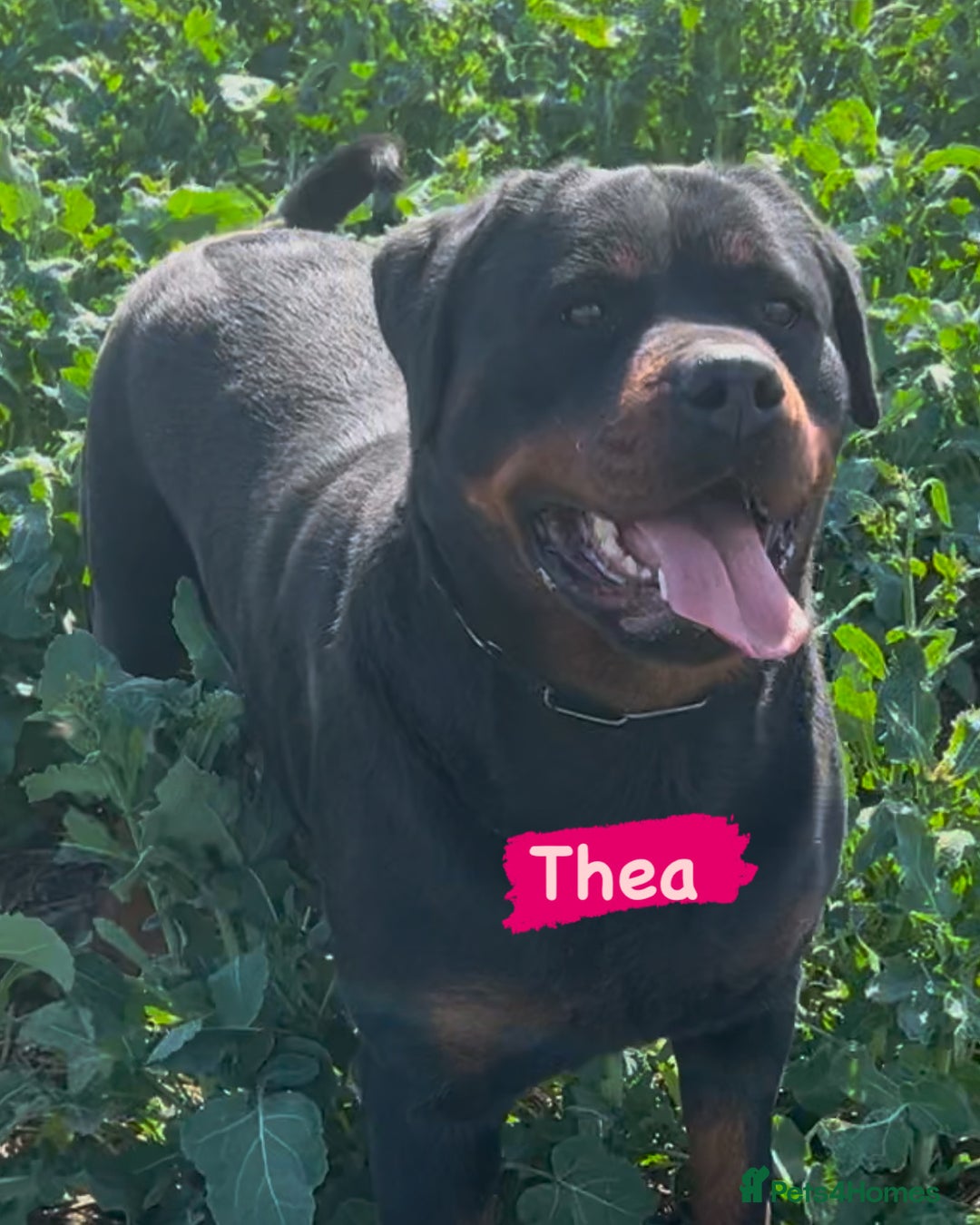 Rottweiler dogs for sale: 🔥2 chunky KC REGISTERED Rottwieler puppies 🔥 - Image 6