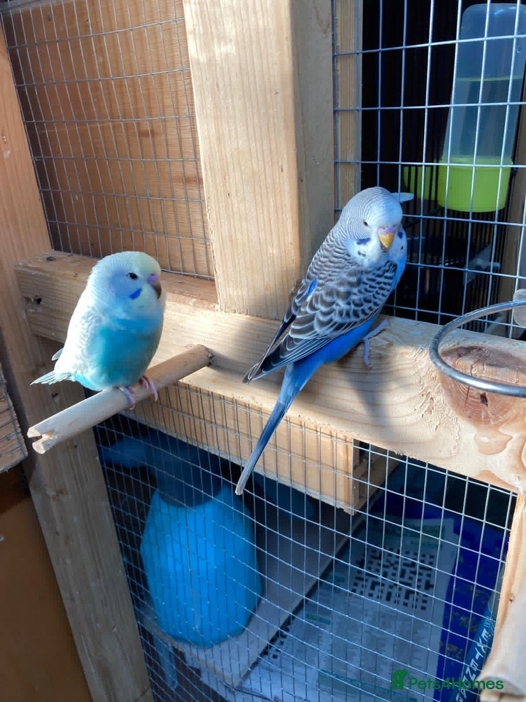 Budgerigars birds for sale: Baby budgies aviary bred  - Advert 10