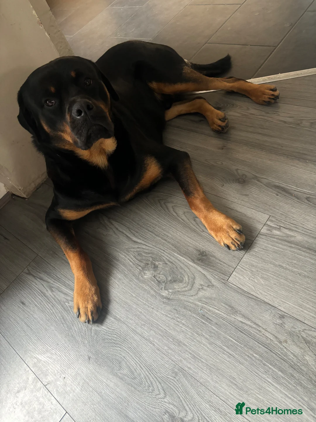 Rottweiler dogs for sale: Dave  - Advert 7