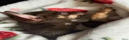Mixed Breed dogs for sale: 3 GORGEOUS Puppies need their FOREVER HOMES 💙💙❤️ - Advert 9