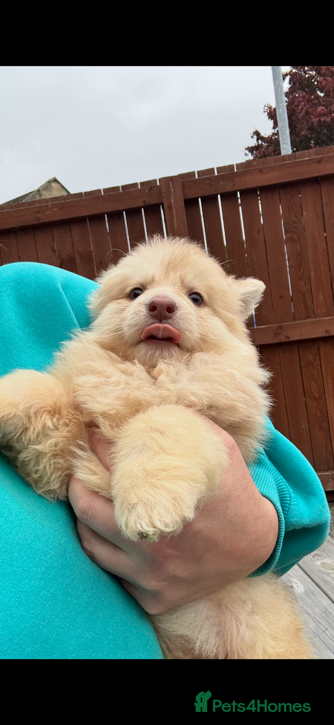 German Shepherd dogs for sale: Beautiful mixed coloured heath tested German sheps - Image 14