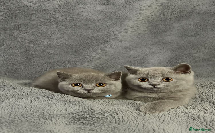 British Shorthair cats - Advert 3
